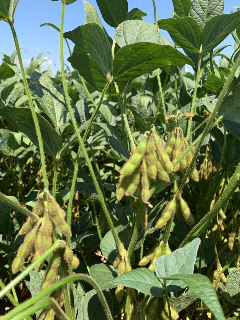 S_IN_ChannelAgr's tweet photo. @Stewartseeds 4029R2X #Xtend beans showing off a little in some mid April planted beans in Gibson Co IN. Like to see that big cluster up top in beans that are at R6 growth stage. A good 🌧 would really set these up for a nice finish. #grow19 #soybeans #clusterbuster https://t.co/4RlJE5OJeH