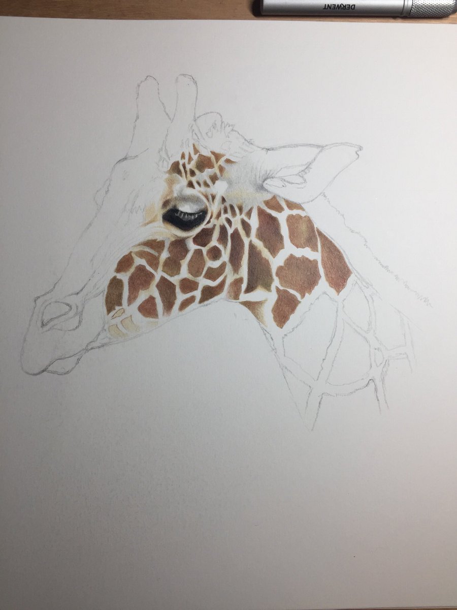 Roncon_artist's tweet photo. So far ... #giraffe https://t.co/N9cXz7xLFI