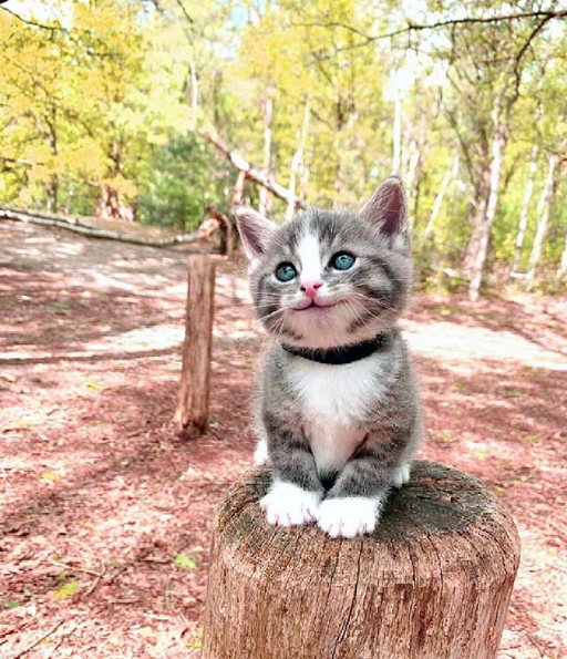 Keep smiling 😻😻 l Source: Unknown

🔔 Don't miss out on any post - turn notifications ON

#ilovemycat #instacat #kitten #kittens #kittensofinstagra