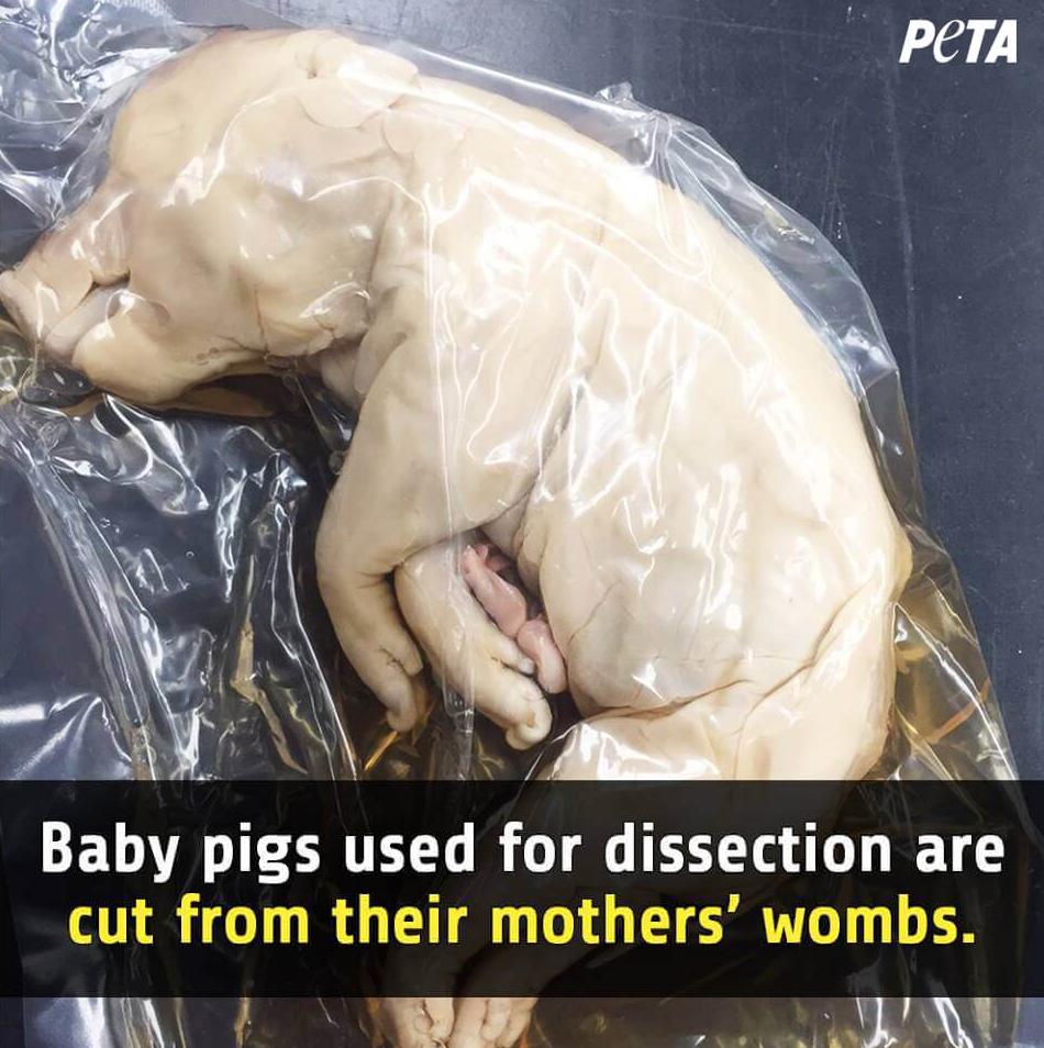 Helena8664's tweet photo. I don't dissect because #DissectionKills https://t.co/XNer6Zp5gg