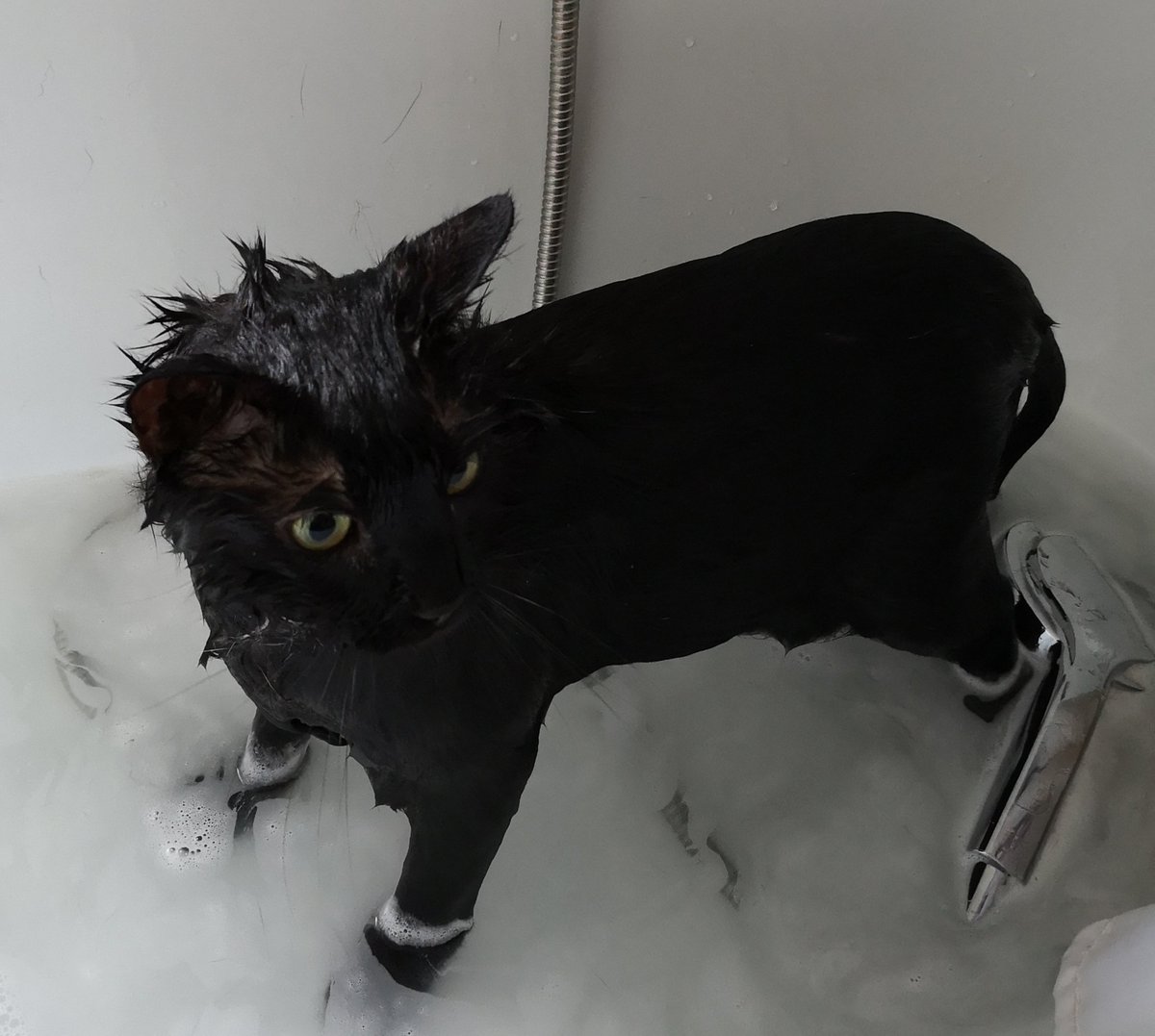 Wenn Leo schon immer mit unter die Dusche kommt, dachte ich mir, dass ich auch mal nur Leo duschen könnte. Klappt 😂 hab leider kein Foto mit eingeseifter Kadse 🤷🏼‍♀️