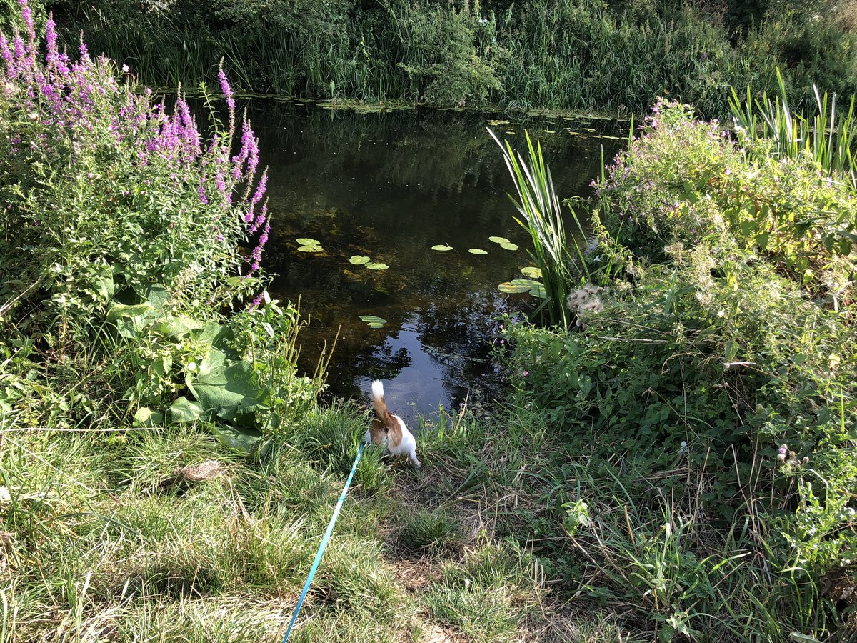Chappers2013's tweet photo. Surrounded by water today 😎 Meetings in Chelmsford, now #TeamBaloo are swimming training at #TriFarm while me n #littlelegs go for a walk along the canal 😁 https://t.co/PHMh1KCVMX
