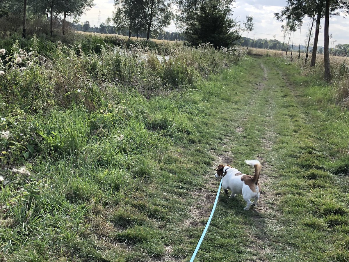 Chappers2013's tweet photo. Surrounded by water today 😎 Meetings in Chelmsford, now #TeamBaloo are swimming training at #TriFarm while me n #littlelegs go for a walk along the canal 😁 https://t.co/PHMh1KCVMX