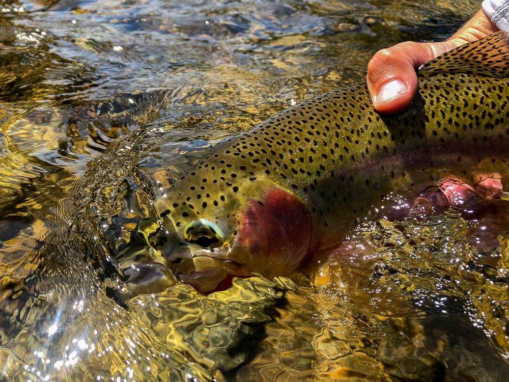 TroutOutfitters's tweet photo. Re:  Missoula, Montana Fishing Report for the week of 8/4/2019 - https://t.co/vd6JxjYPVR #flyfishing #flyfishingreport #fishingreport #montanafishingreport #blackfootfishingreport #bitterrootfishingreport #montanatroutoutfitters #troutfishing #flyfishingmontana #guidedfishing https://t.co/Mrf2qxhZKy