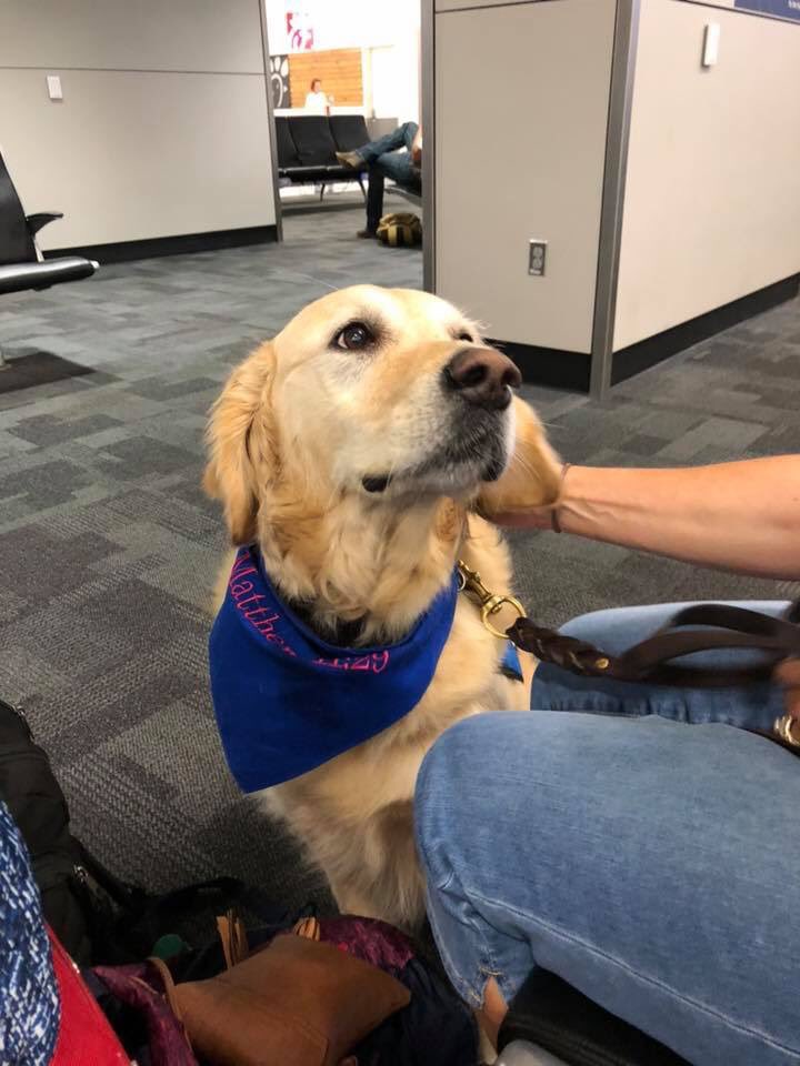 LCCK9Phoebe's tweet photo. In #ElPaso to begin working. Praying for all impacted by this senseless tragedy. @K9ComfortDogs https://t.co/UR05CdsZqA