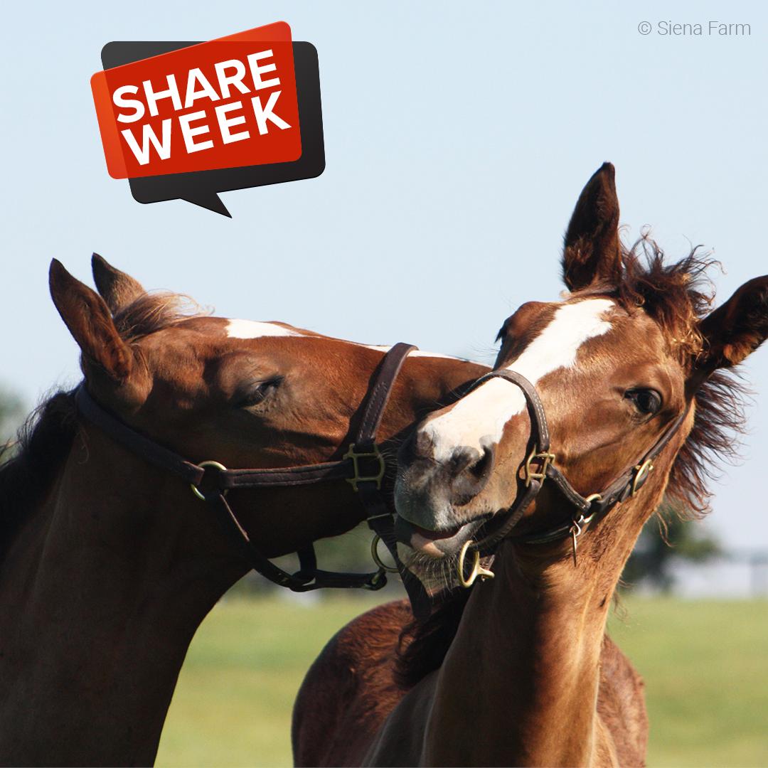 SienaFarmKY's tweet photo. We hope you’ve enjoyed #ShareWeek🦈! Do you have a favorite photo?
The lucky Bonnie Howard is our winner this year! Thanks to everyone who participated. https://t.co/f1szuXvhK1