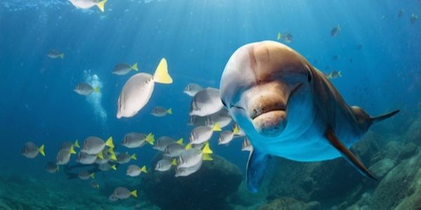eyre_mella's tweet photo. Why Is Peru Illegally Slaughtering 15,000 Dolphins Each Year?
If you want the Peruvian government to crack down on this law, sign this petition asking Vice Minister Javier Atkins Lerggios to enforce the law more aggressively. ⤵️
https://t.co/l79M00BgKP
#StopDolphinSlaughter🐬 https://t.co/pskO27Qvkq