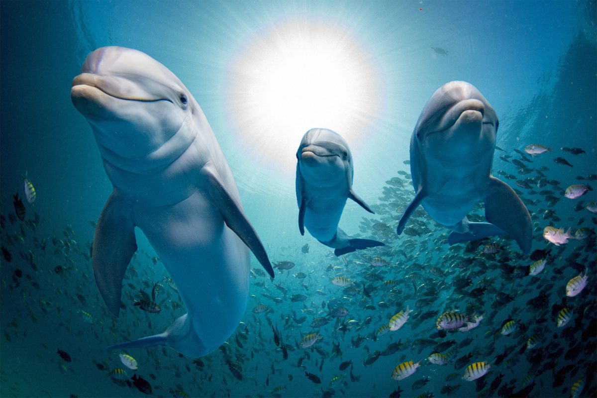 eyre_mella's tweet photo. Why Is Peru Illegally Slaughtering 15,000 Dolphins Each Year?
If you want the Peruvian government to crack down on this law, sign this petition asking Vice Minister Javier Atkins Lerggios to enforce the law more aggressively. ⤵️
https://t.co/l79M00BgKP
#StopDolphinSlaughter🐬 https://t.co/pskO27Qvkq
