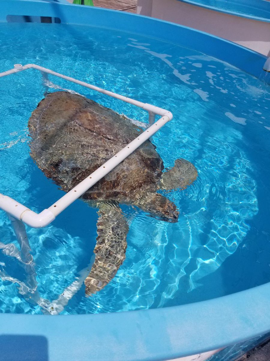 amy_tomas_lopez's tweet photo. Epic back to school with a surprise field trip for our teachers! Thank you to @LoggerheadMC for all of your help and support to make it a successful day! #WeCanTurtleyDoThis @pbcsd #GoalsPBC https://t.co/UoRWC12fo6