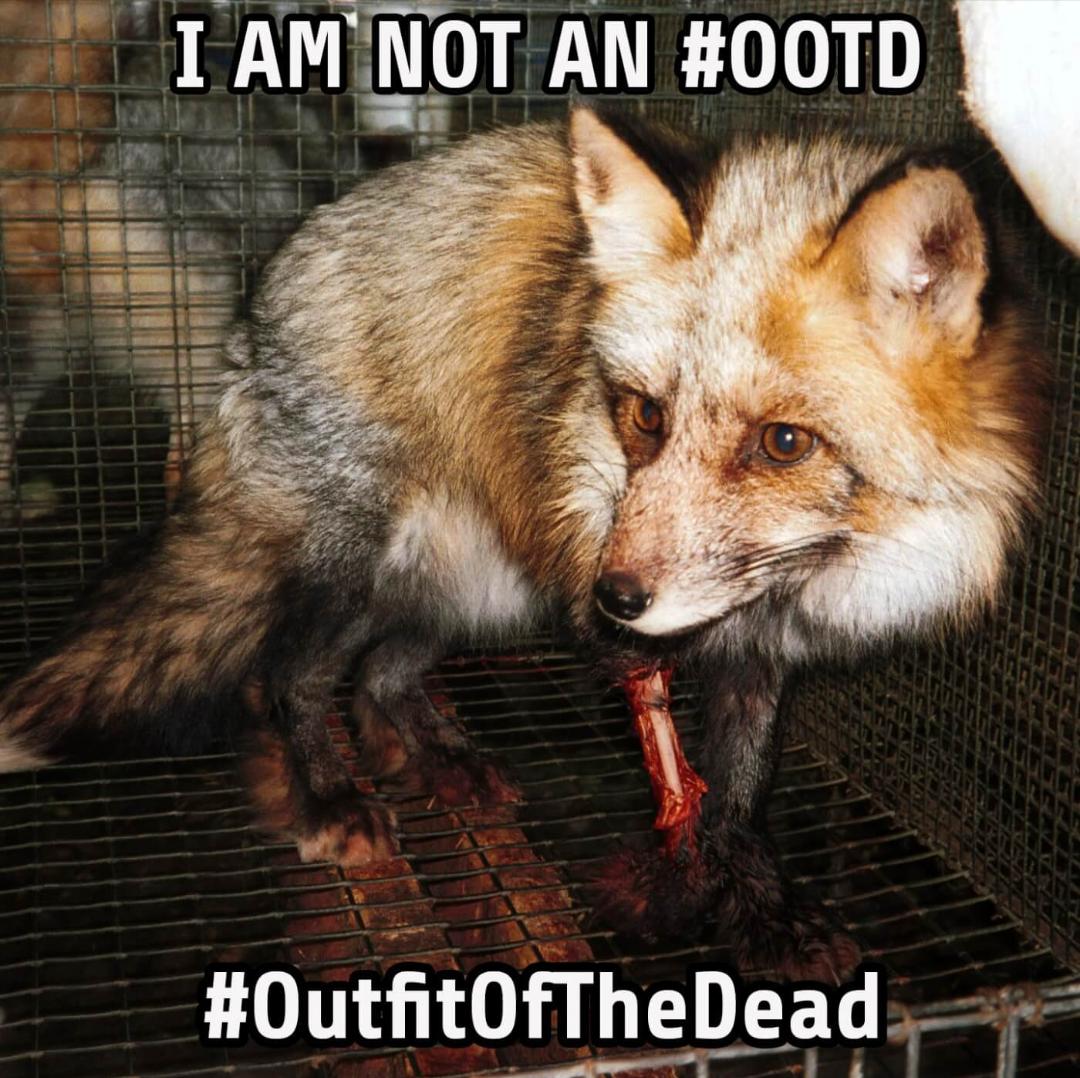 Helena8664's tweet photo. If you wouldn't wear him... 💔 #ThisIsHowYouSaveAnimals https://t.co/iDeFrtqgDz