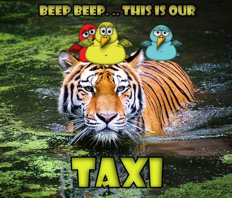 ConfusedBirds1's tweet photo. Beep Beep... This is our taxi. Sometimes we do not feel like flying and farting.😁😛😉😀 https://t.co/uSI75XzHSf