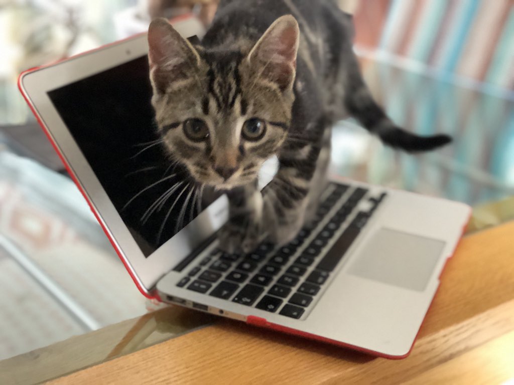 rachelthorntonA's tweet photo. Teamwork makes the dream work. Newest @scarlettabbott teamie Tiger Thornton helps out with a bit of desktop research #kitten #wfh #laptopbuddy https://t.co/Ghqy2XwLaV