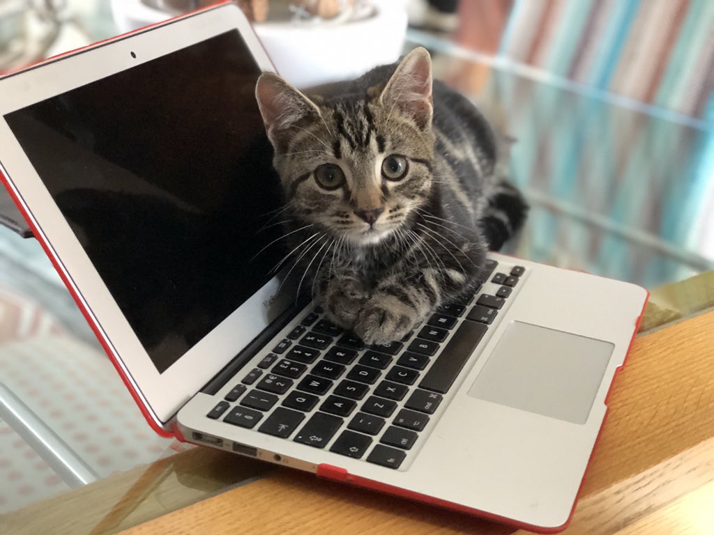 rachelthorntonA's tweet photo. Teamwork makes the dream work. Newest @scarlettabbott teamie Tiger Thornton helps out with a bit of desktop research #kitten #wfh #laptopbuddy https://t.co/Ghqy2XwLaV