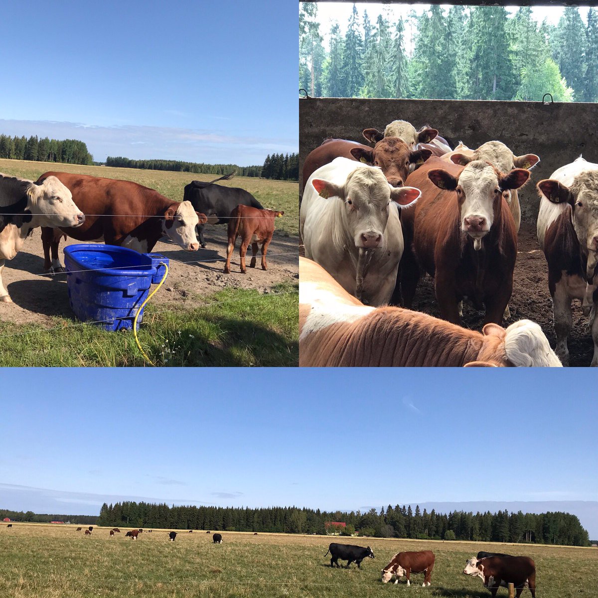 AnneHujala's tweet photo. Pääsimme emolehmätilalle ja kasvattamoon seuraamaan leppoisaa kesäpäivää. Arvostukseni kotimaista lihantuotantoa kohtaan nousi entisestään. Eläinten hyvinvointi oli tärkeässä roolissa. #lankisentila #ojanperä #eläintenhyvinvointi #kotimainenliha #rotukarja #Oripää @Pasi_Tamminen https://t.co/ksQZ1Iu0rf