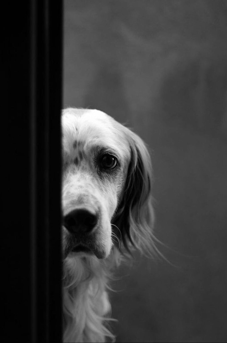 hi_sight's tweet photo. Crimes against animals matter 🔍 https://t.co/NaAQff6d84