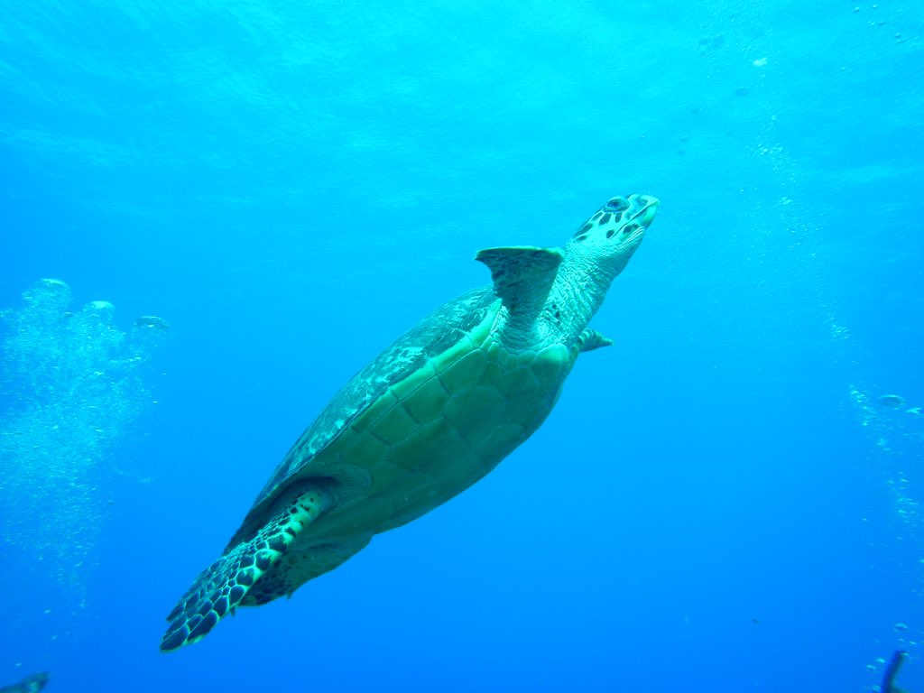 HGS_OpWall's tweet photo. The final day of the expedition - surveying the beach for micro-plastics, final qualifying dives for those training and yet more #turtles! https://t.co/T0MY2dqV1w