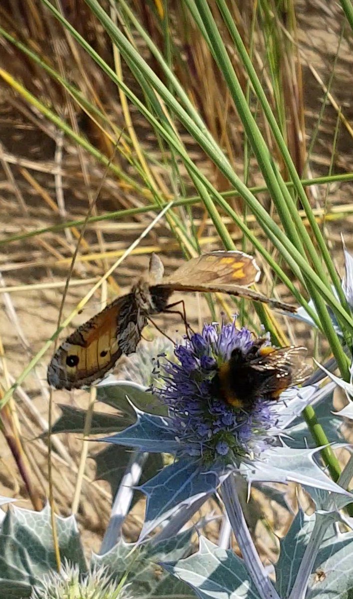 15 species recorded along my Butterfly transect at Ainsdale NNR @TheSeftonCoast today. Plenty of Wall and 9 Grayling.  Amazing how it flexes its wing when about to take off (captured from video). @BC_Lancs @savebutterflies