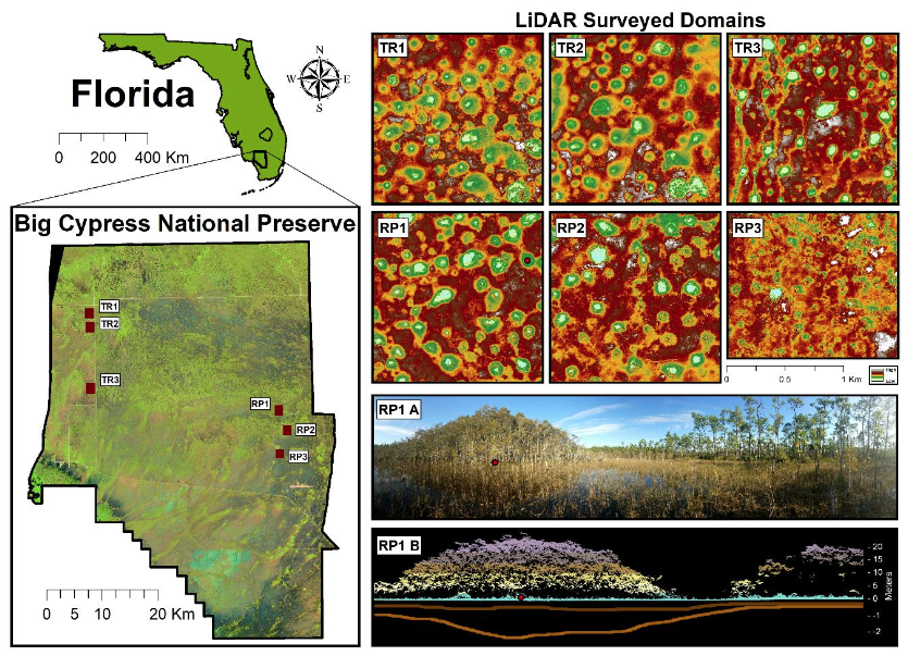 New paper from Carlos Quintero on the amazing regular landform pattern in Big Cypress Preserve (SW Florida), where small, evenly spaced #karst depressions have been 'drilled' into carbonate rocks by wetland soil respiration.  #biogeomorphology #LIDAR.
  agupubs.onlinelibrary.wiley.com/doi/abs/10.102…