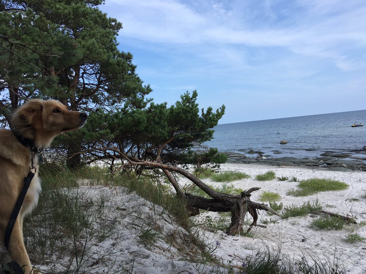 spintronicsHGW's tweet photo. #Dueodde. #Sun and Blue #Sea. #BalticSea. https://t.co/N3fakGblmi