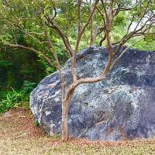 arbolespe's tweet photo. E190 #Cinaro (Psidium caudatum) es un árbol nativo andino que coloniza áreas deforestadas, familia de las Myrtaceae, como la guayaba. Tiene un tronco tronco retorcido, de color rojizo y que tiende a descascararse. Su fruto es pequeño, sabor agradable, no esta en #parquedeleste https://t.co/q3C6q2H5zq