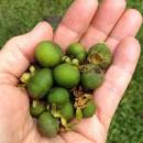 arbolespe's tweet photo. E190 #Cinaro (Psidium caudatum) es un árbol nativo andino que coloniza áreas deforestadas, familia de las Myrtaceae, como la guayaba. Tiene un tronco tronco retorcido, de color rojizo y que tiende a descascararse. Su fruto es pequeño, sabor agradable, no esta en #parquedeleste https://t.co/q3C6q2H5zq