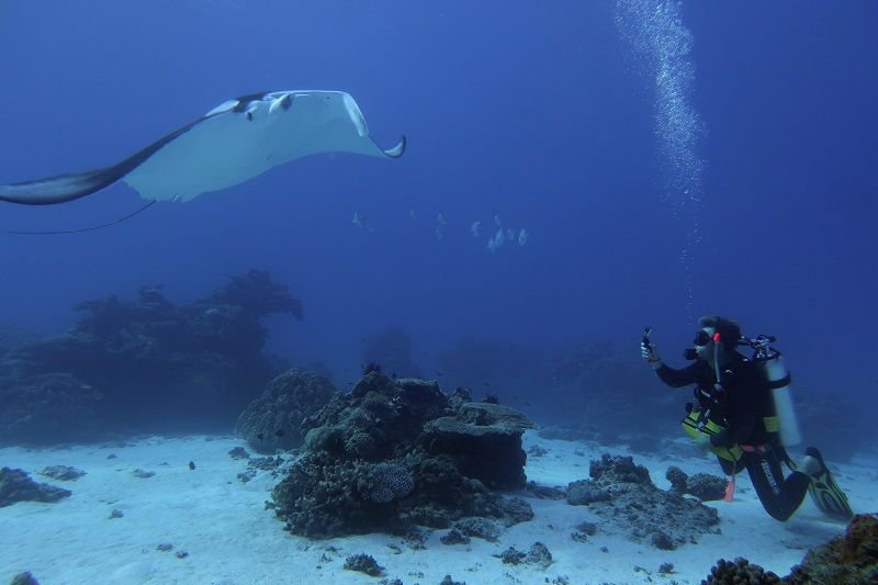 MantaTrust's tweet photo. The team at @ProjectManta over in #Australia have recorded the furthest point-to-point movement of a #reefmantaray anywhere in the world!!
Read the press release from @UQ_News here. https://t.co/FUDWW3Nn1I
๐ท Christopher Lawson https://t.co/t2mp7Bi5rn