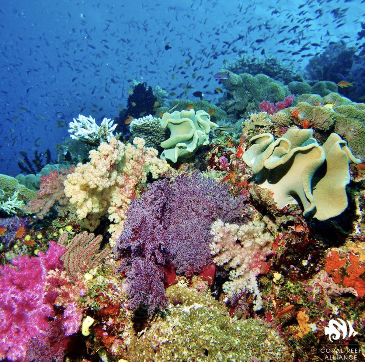 Each Month, we donate a portion of food sales to a local non-profit. This month, we're partnering with <a href="/coral_org/">Coral Reef Alliance</a> to support their mission of saving coral reefs. Join us for brunch Saturdays and Sundays this month to contribute to their cause!