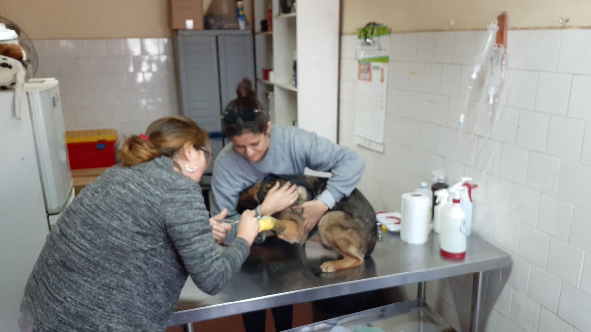 comisaria_21's tweet photo. #Estacióncentral Oficina Micc. 21° Comisaría traslada a perrita "Maltha" a su control veterinario, la que ESPERA SER ADOPTADA en Avda. Ecuador 4050 #LaPrevencionEsNuestraEsencia  #OrdenyPatria https://t.co/fXmcp2O6xK