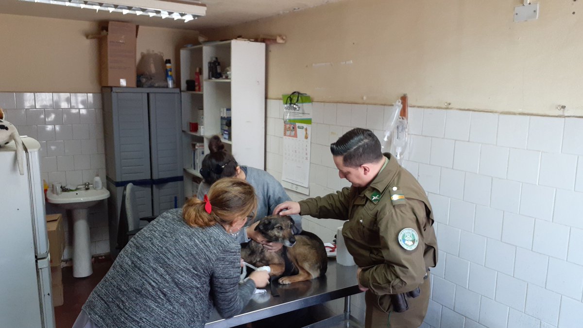 comisaria_21's tweet photo. #Estacióncentral Oficina Micc. 21° Comisaría traslada a perrita "Maltha" a su control veterinario, la que ESPERA SER ADOPTADA en Avda. Ecuador 4050 #LaPrevencionEsNuestraEsencia  #OrdenyPatria https://t.co/fXmcp2O6xK