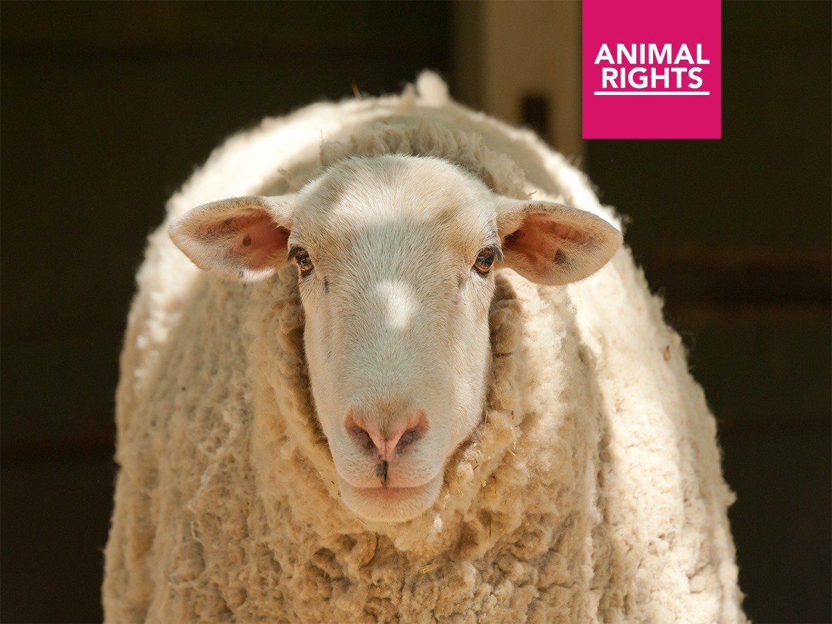 WANTED: Friends to the animals who want to help with transport and/or shelter sheep rescued from illegal slaughter. For more infohttps://www.facebook.com/international.animalrights/posts/2437749216270628 #foreverhome #rescue #shelter