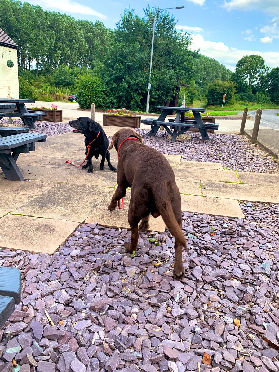 EscapedHere's tweet photo. Puck’s crazy mood lasted well into this afternoon. After lunch, he decided it was time to set off again &amp; took Ernie &amp; then himself for a walk #whoneedshumans https://t.co/0dNnhvwRSa