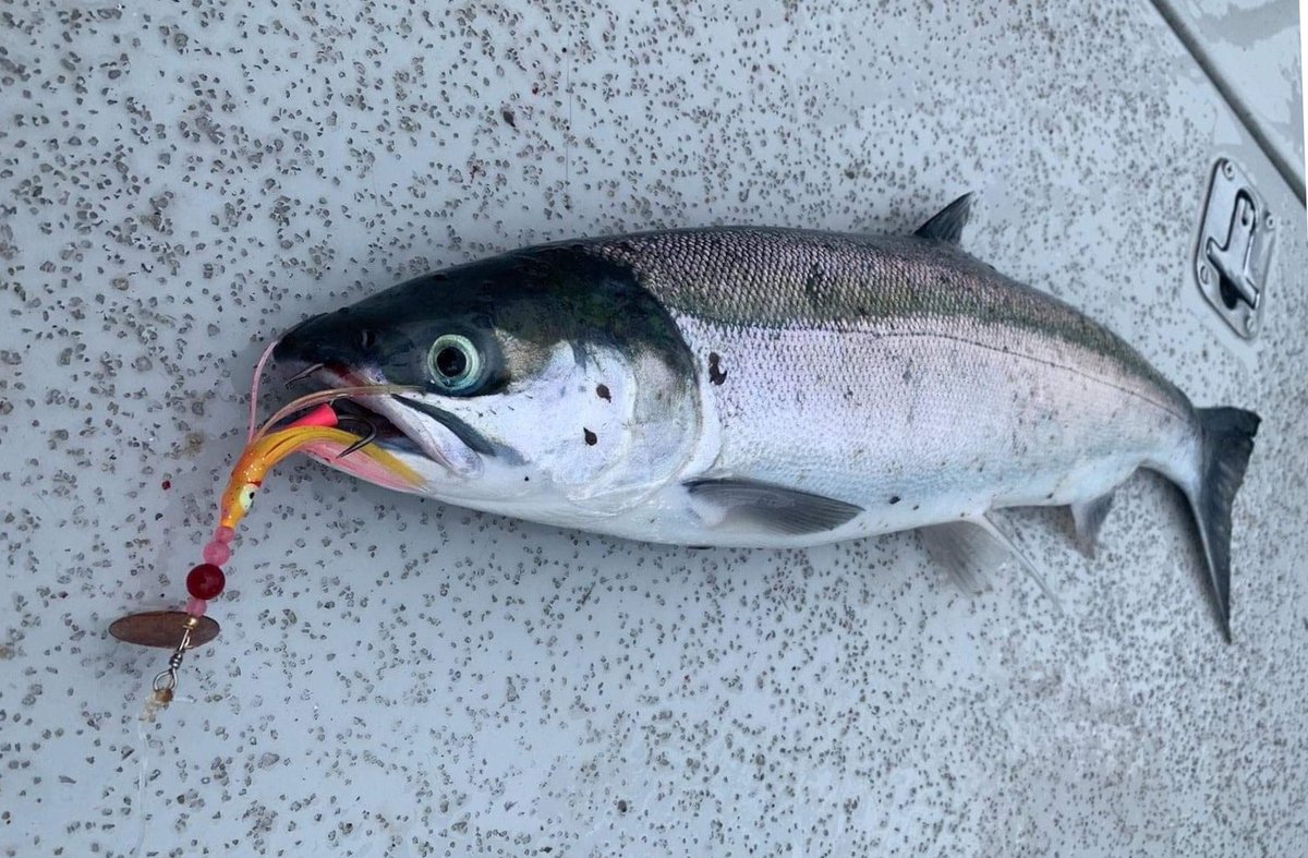 bestfishingbead's tweet photo. Another coho falls to the hammer! The Dirty Troll "War Hammer" that is! https://t.co/6u93XrwjFJ

#SalmonTrollingSpinner #BestFishingSpinners #DirtyTrollSpinners #SCB https://t.co/mZ5wG8Wyn3