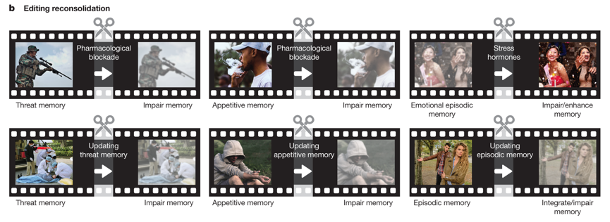 mmw_lmw's tweet photo. #MemoryEditing | altering problematic memories | from ScienceFiction to ClinicalPractice | Review | Elizabeth Phelps @Harvard @nature https://t.co/HYqFtfqPUY https://t.co/sPKti4NPWs