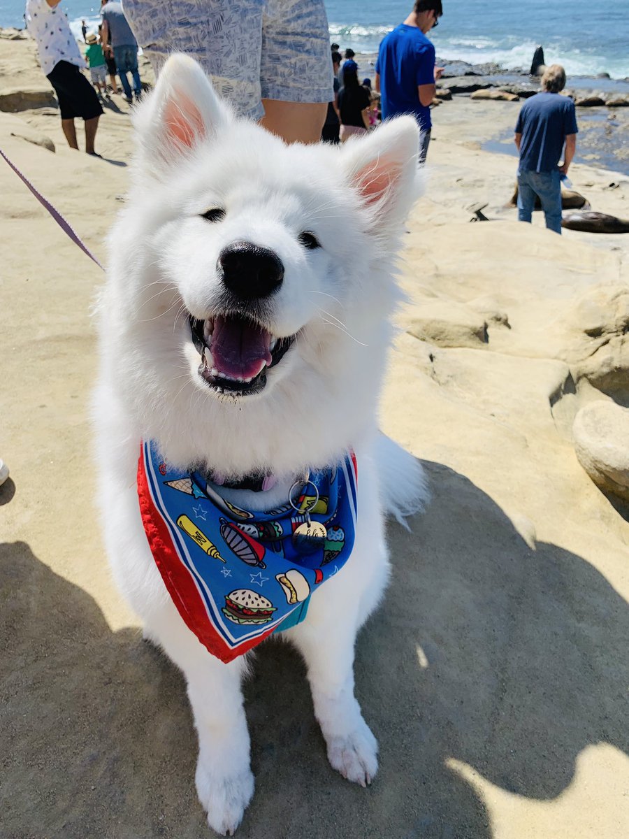 ayejennay's tweet photo. I'm at the age where literally everyone is posting all these beautiful wedding photos and baby photos and honestly I'm still so content just sharing pics of my dog https://t.co/Z3boPKYra5