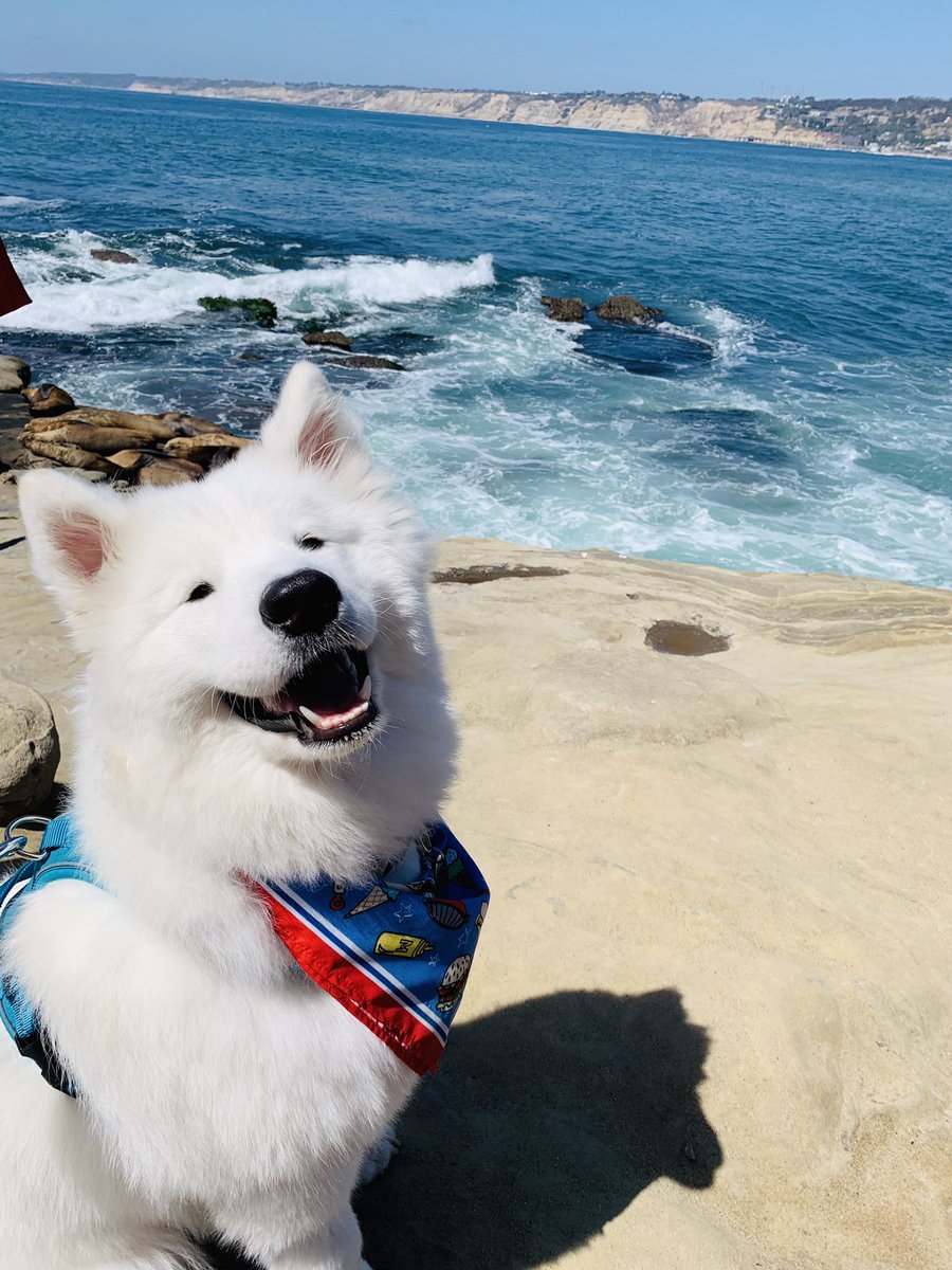 ayejennay's tweet photo. I'm at the age where literally everyone is posting all these beautiful wedding photos and baby photos and honestly I'm still so content just sharing pics of my dog https://t.co/Z3boPKYra5