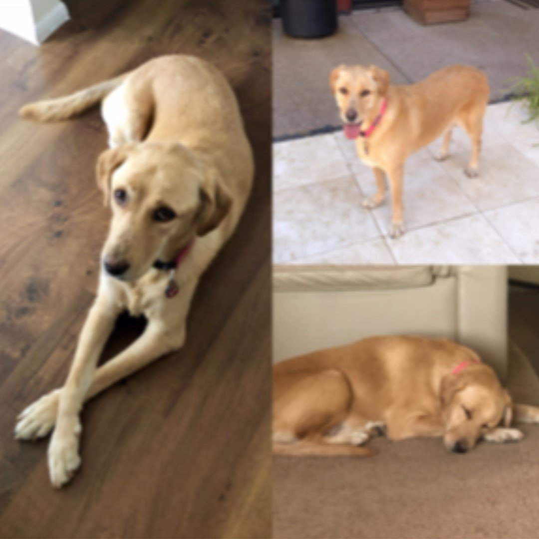 DLRR's tweet photo. Check out Athena living her best life in her forever home! Athena weighed nearly 140 pounds when she came to DLRR. She is now active and happy and she has a new lease on life! #labsofinstagram #dlrr @DLRR #rescuelabradors https://t.co/2VYLlxrQa0