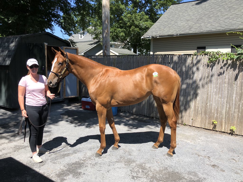BradleyTBs's tweet photo. Two Lovely Daughters at @FasigTiptonCo! The filly is by @AdenaSprings GHOSTZAPPER and sells as Hip 53 with @DenaliStud. #specialfilly https://t.co/fYWcKEZkJ7