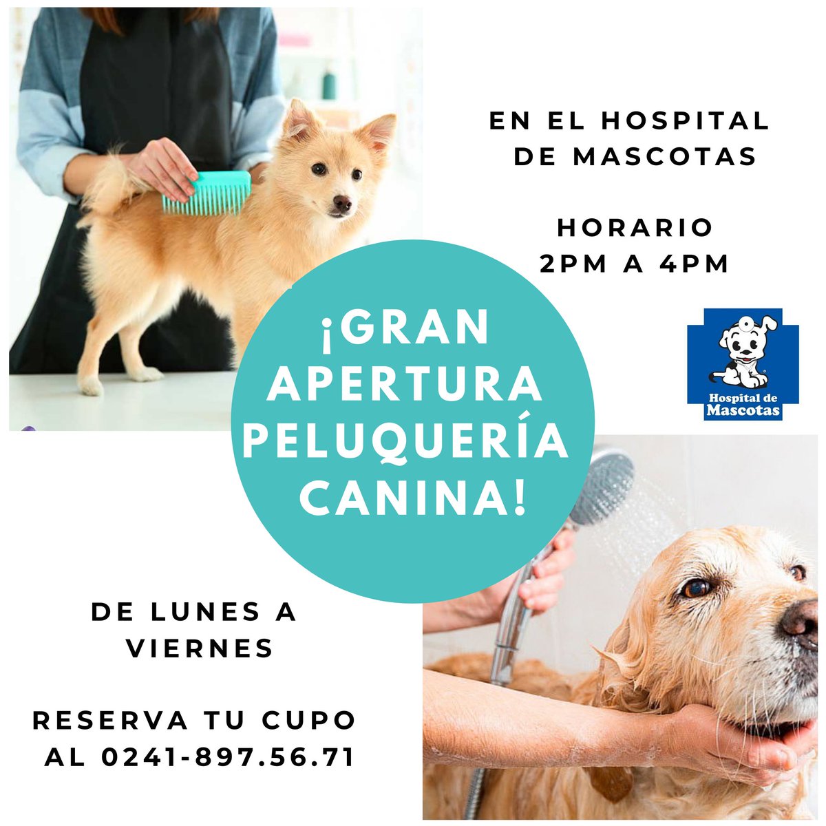 El #HospitalDeMascotas inaugura una nueva sección, la PELUQUERÍA CANINA 🐶🐾 ahora podrás llevar a tu mascota a arreglarse de Lunes a Viernes desde las 2pm a 4pm, reservando tu cupo al 0241-897.56.71