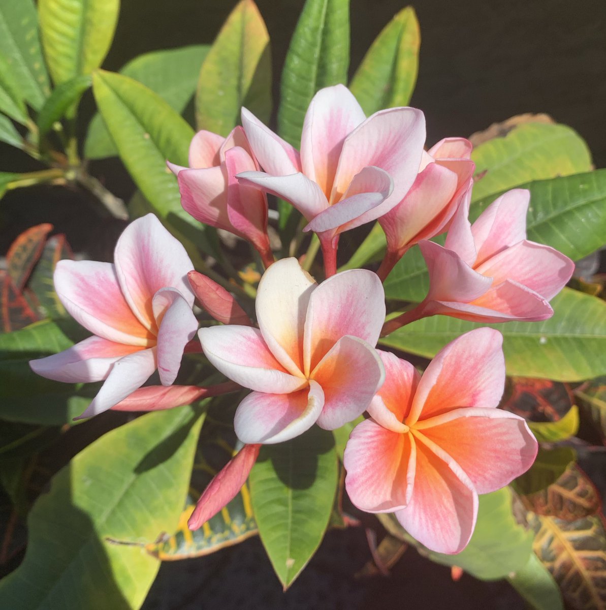 Mort3mer's tweet image. My plumeria exploded into flowers 😊🖤