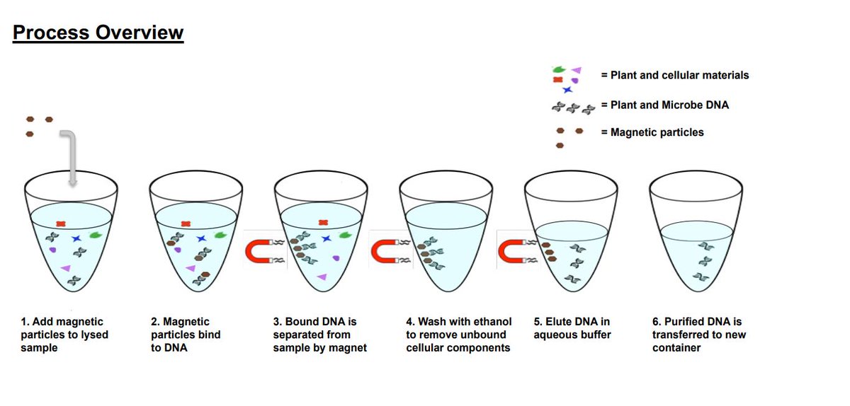 pacbio on twitter creating a high quality reference genome for cannabis was not easy but kevin mckernan his team at medigenomics overcame it with some innovative dna extraction techniques and pacbio technology how d