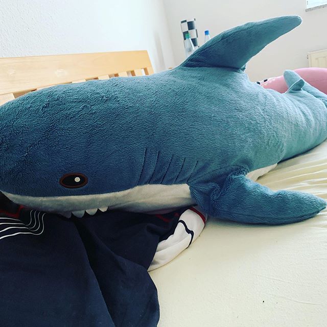 diveaholics's tweet photo. #sharkweek #padi #projectaware https://t.co/W9sqftIfzt https://t.co/KeZTUBu02O