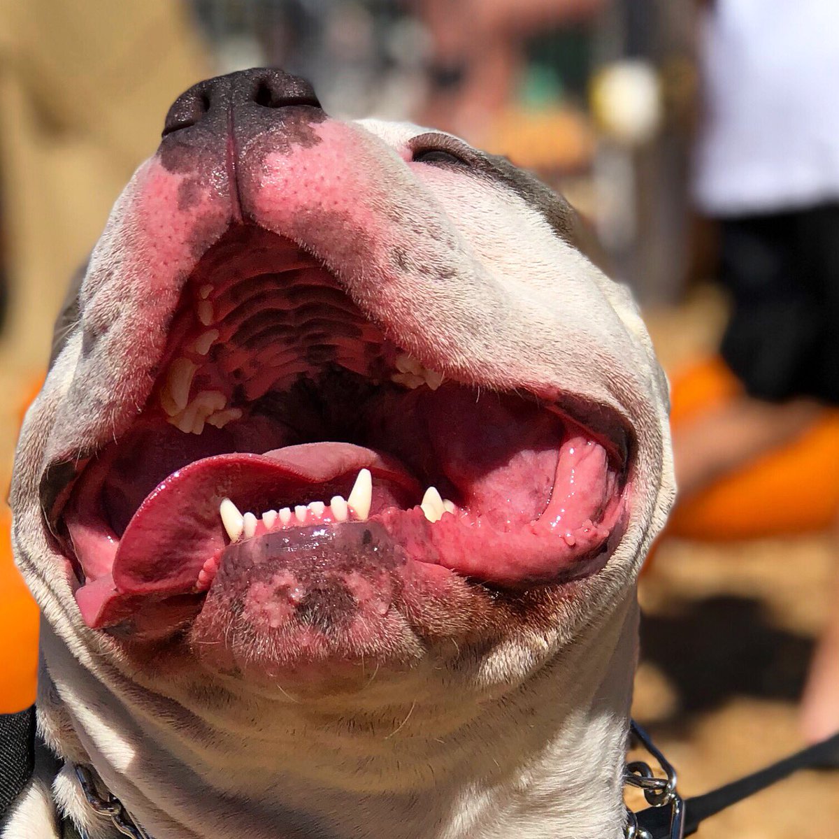 brutusthabully's tweet photo. Monday captured in a photo #MondayMorning #mondaythoughts #mondaythoughts #MondayMood #dogsoftwitter #dog #puppy #SharkWeek https://t.co/JbEJuKg3MQ