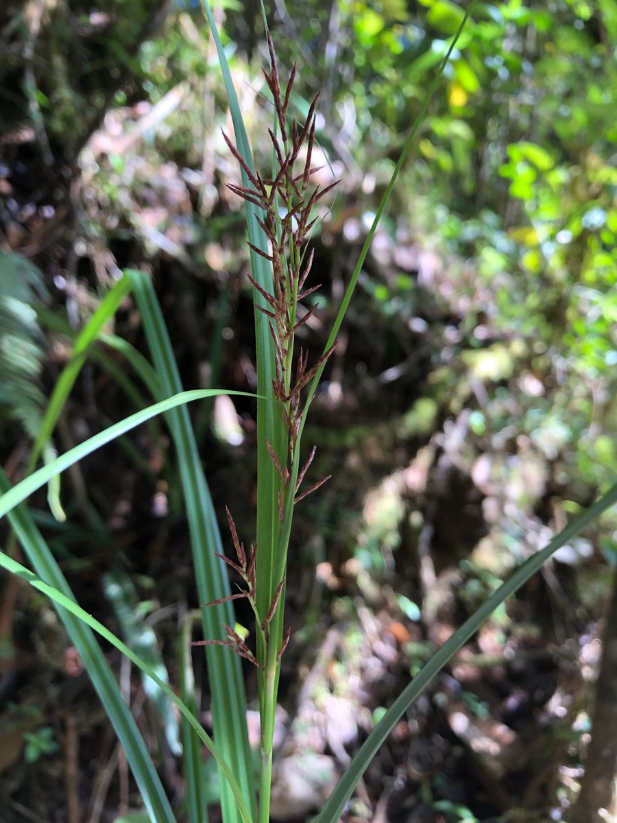 IsabelLarridon's tweet photo. Botanising in Andasibe-Mantadia National Park with ⁦@TeamKMCC⁩ ⁦@KewAfrica⁩ and colleagues from S Africa &amp; USA #Cyperaceae #orchids #Peperomia #Madagascar https://t.co/PFwgj8czOg