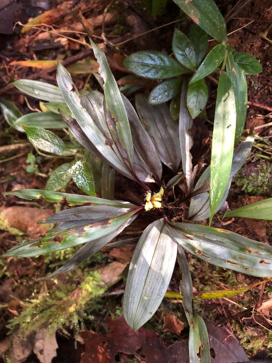 IsabelLarridon's tweet photo. Botanising in Andasibe-Mantadia National Park with ⁦@TeamKMCC⁩ ⁦@KewAfrica⁩ and colleagues from S Africa &amp; USA #Cyperaceae #orchids #Peperomia #Madagascar https://t.co/PFwgj8czOg