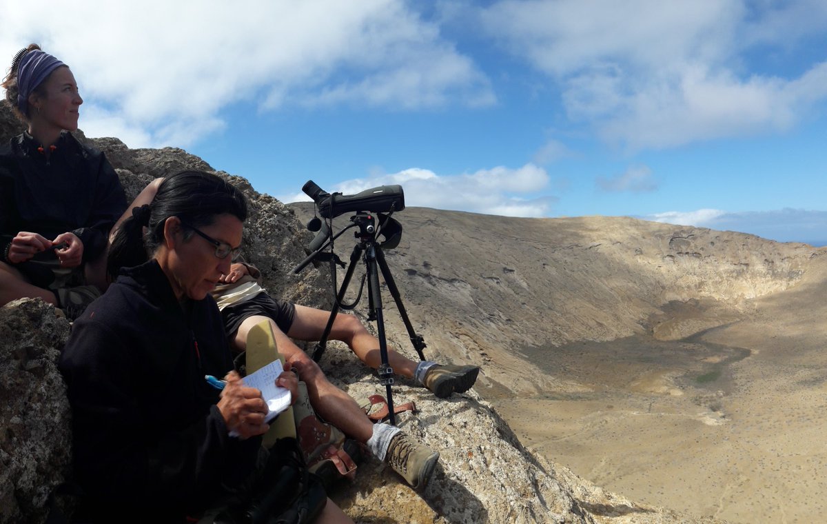 Back at base camp after a wonderful and entertaining census of Eleonora's Falcon inside the Caldera, Alegranza's main mountain. A humble 289m high, but still a spectacular work place, with the crater measuring about 1.1km in diameter.  #EF2019 [41/n]