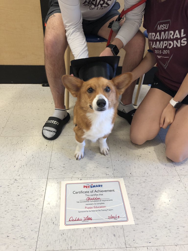 TheCorgiCheddar's tweet image. Graduated!