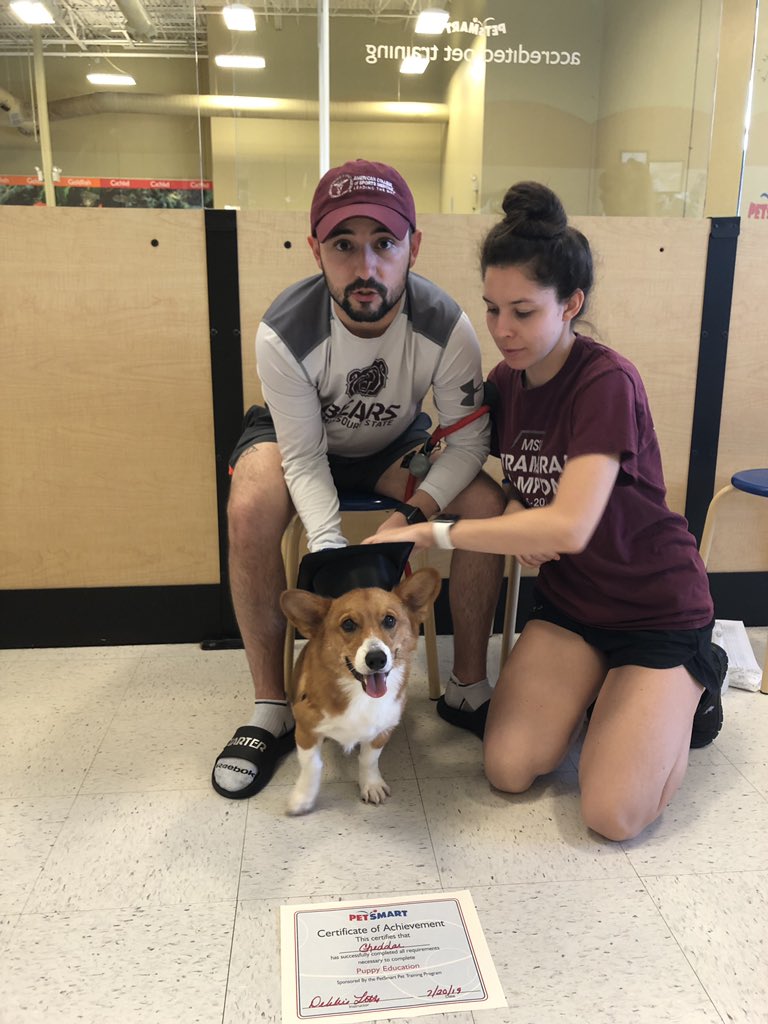 TheCorgiCheddar's tweet image. Graduated!