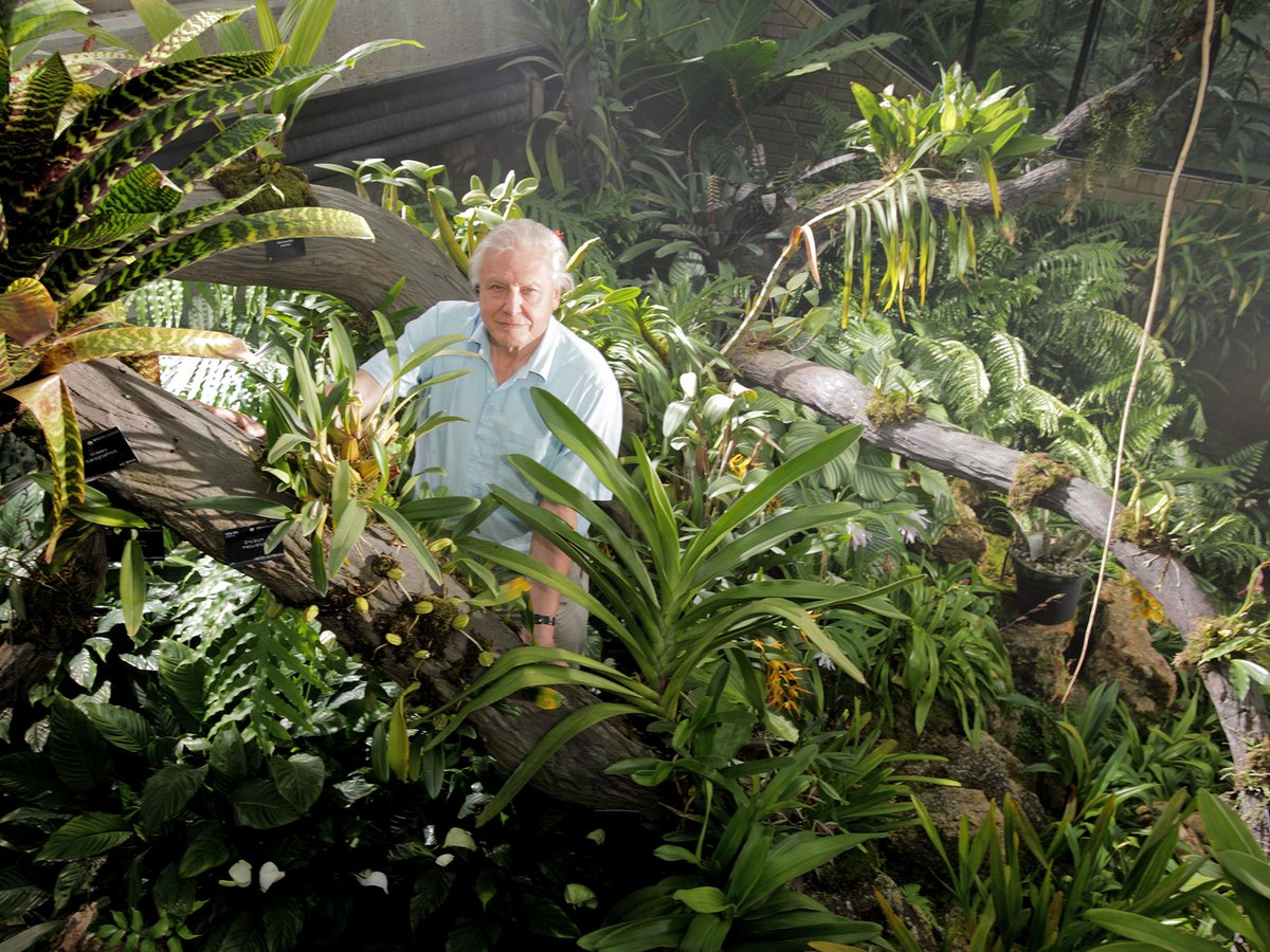 Framepool's tweet image. Welcome the newest addition to the #Framepool library, "Kingdom of Plants" from @AtlanticProds Discover the surprising hidden world of plants using 3D time-lapse technology. Plus, @Sir_Attenboroug narrates, so you know it's going to be amazing. Enjoy! buff.ly/2M1nbdK