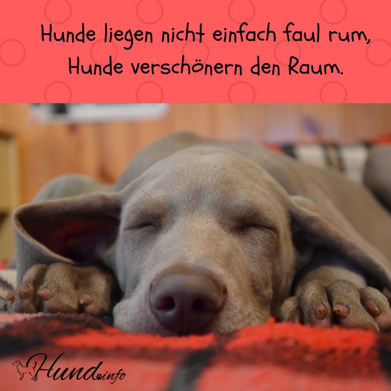 46++ Schoene sprueche tod hund info