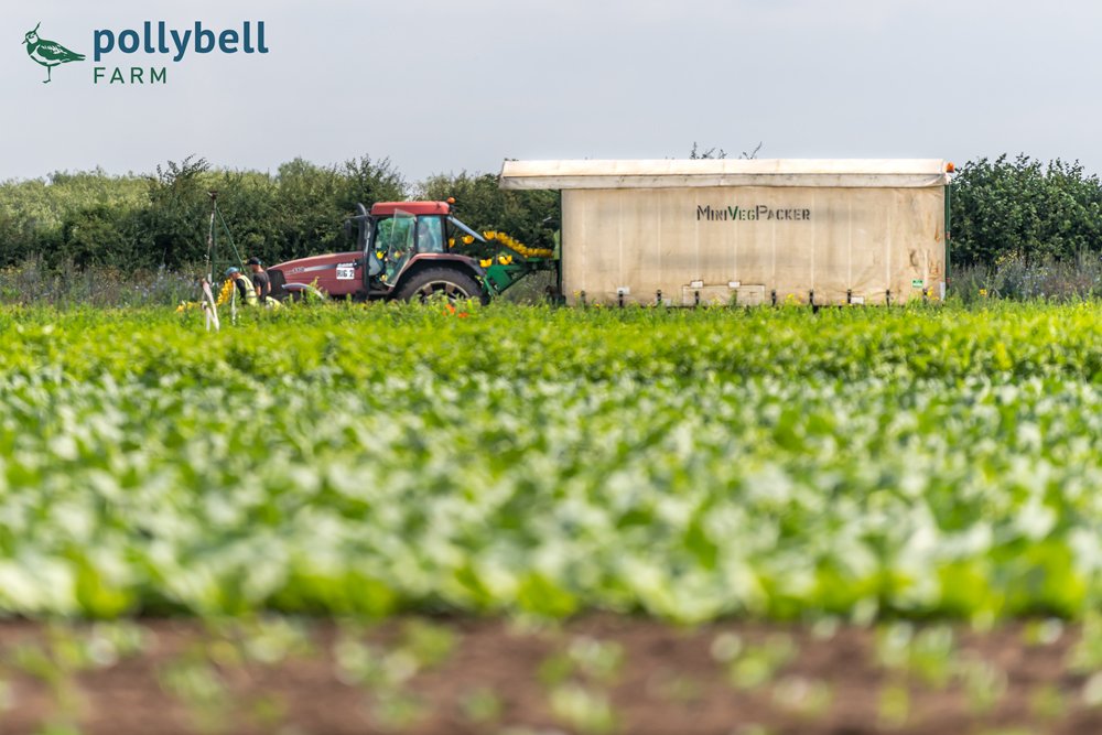 pollybellfarm's tweet photo. Here the team are harvesting our pointed cabbage which is perfect for the summer season. It has a naturally sweet taste and is crispy so perfect for going in salads and coleslaws. #pointedcabbage #farming #pollybell #farm #harvest19 https://t.co/QJw7878TlF